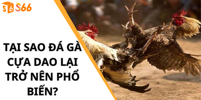 Tại sao Đá gà cựa dao lại trở nên phổ biến?