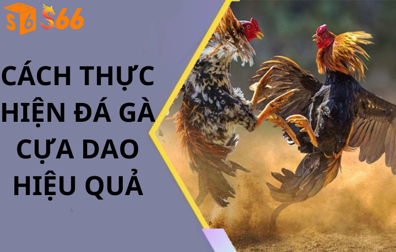 Cách thực hiện Đá gà cựa dao hiệu quả